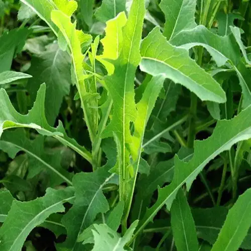 败酱草提取物 厂家新品 优质植物提取物 10:1 败酱草提取物批发