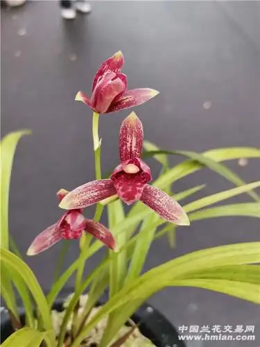 至尊红颜-建兰篇-兰花交易网论坛