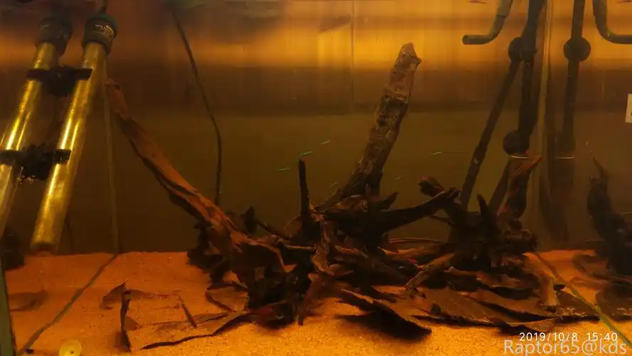 我和我的鱼缸_kds宽带山