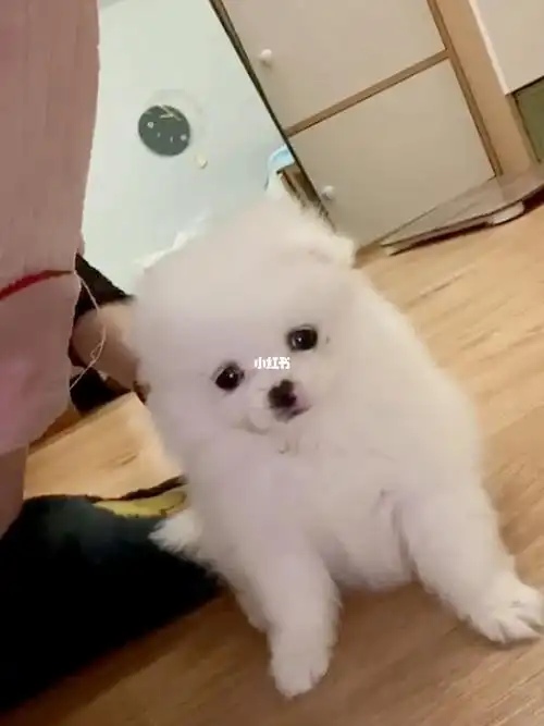 你们的小博美多大啦