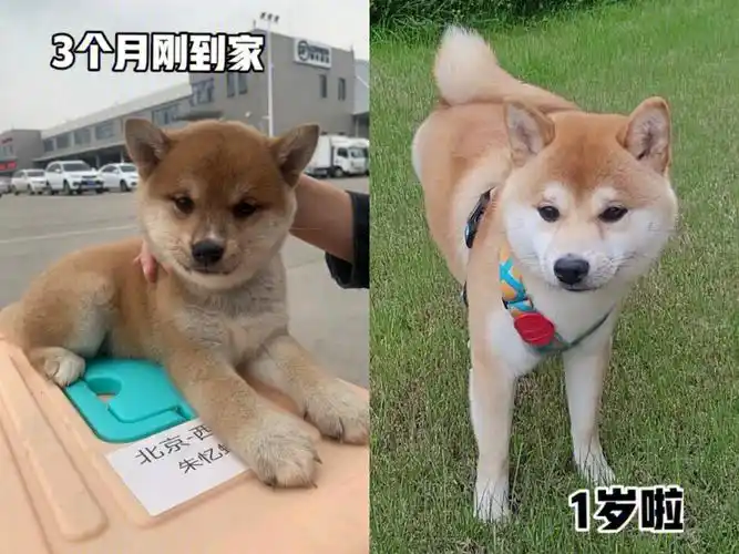 柴犬312个月变化熬过尴尬期就是最亮的仔
