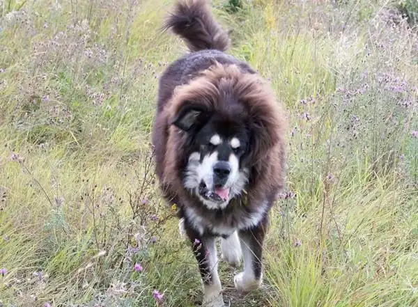 哈萨克牧羊犬(又名:天山獒,天山牧獒,哈牧):产于新疆天山一带的超级