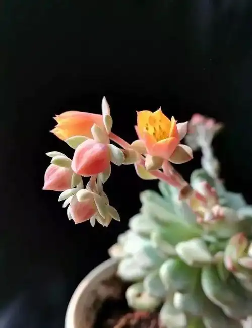 多肉故事之多肉开花也迷人