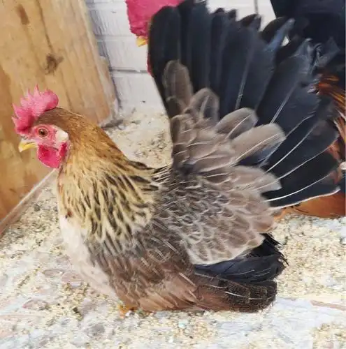 出售萌宠泰国矮脚鸡