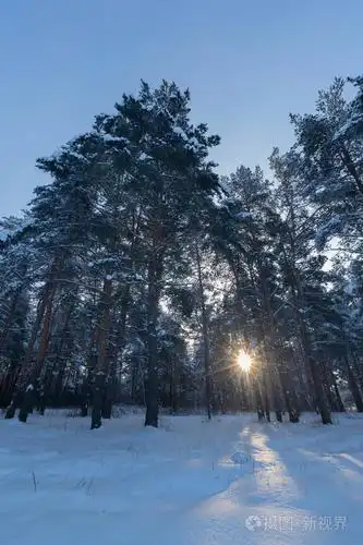 景观. 在阳光明媚的冬日雪中的松林