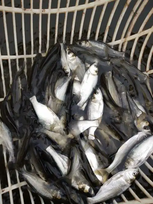 鱼苗鲢鱼白鲢跳鲢淡水活体白条包邮鱼