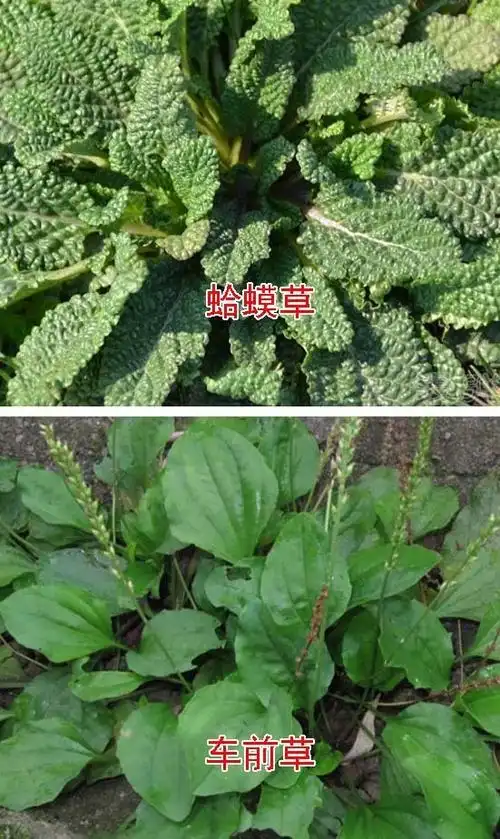 癞蛤蟆草的作用与功效癞蛤蟆草,一种中药草,性凉苦,生长于山坡,泥地边