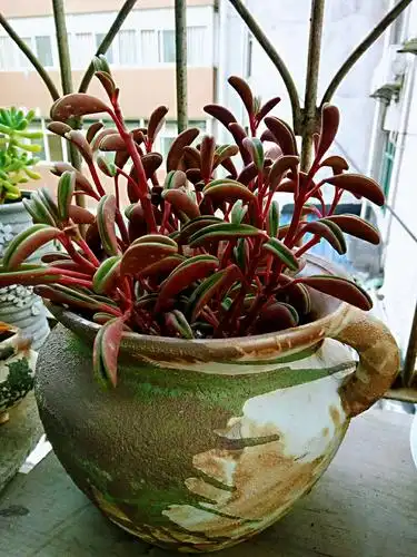 红背椒草,我的心头好.