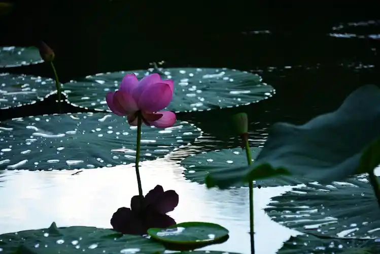 荷花池边随笔.(2)2019(副本)