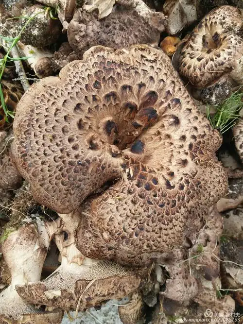 现在巩乃斯林场正值鹿茸菇出菇期,当地的干货店出售鲜鹿茸菇80元一斤