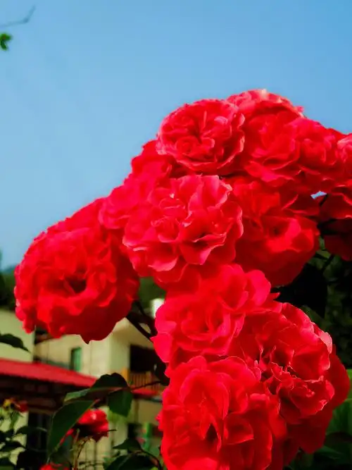 花儿绽放|摄影|风光摄影|吴希 - 原创作品 - 站酷 (zcool)