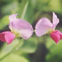 微信头像图片大全 微信花草植物头像