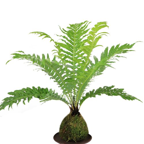 富贵小型蕨类植物室内客厅旺宅绿植盆栽甲醛绿植