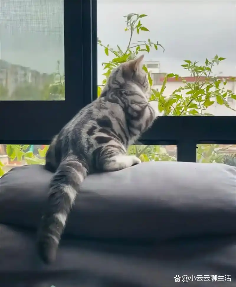 小猫趴在窗户上,纹丝不动,望着窗外,不知在思索着啥,我呼唤它,它也毫