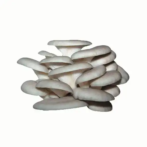 小黑平菇的做法,小黑平菇的功效与作用