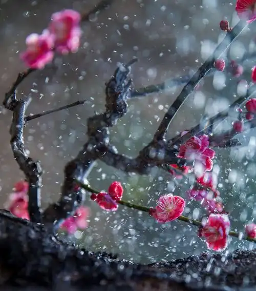 丽水莲都梅花摄影作品