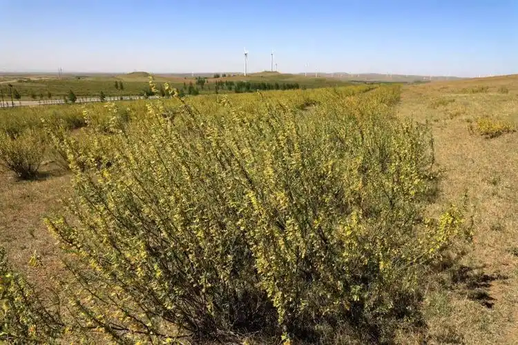五十多万亩柠条花在康保大地上竞相绽放_生物质