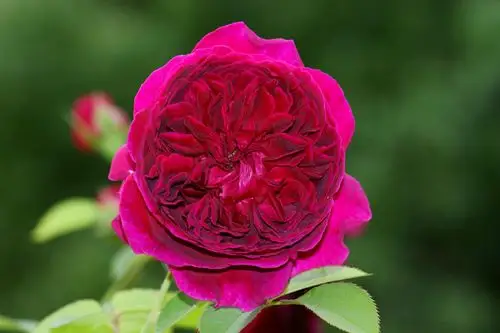 奥斯汀月季 欧月威廉莎士比亚2000 月季玫瑰苗 耐热浓香.