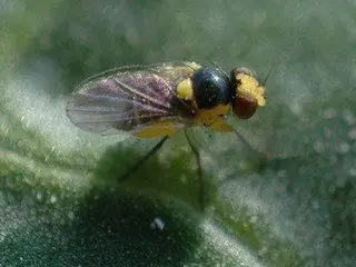 番茄:美洲斑潜蝇