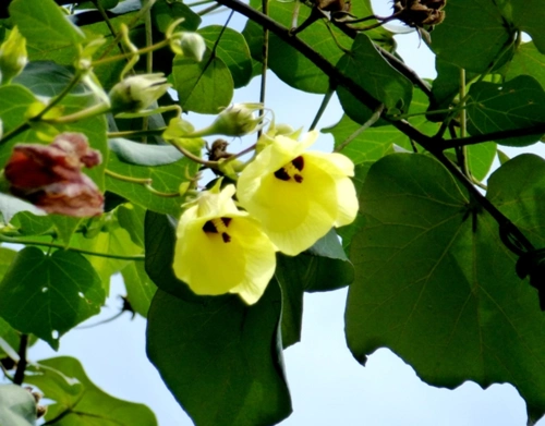 黄槿树形高大枝叶茂密,花开时如悬挂着的小黄钟,可以花,叶共赏哦!