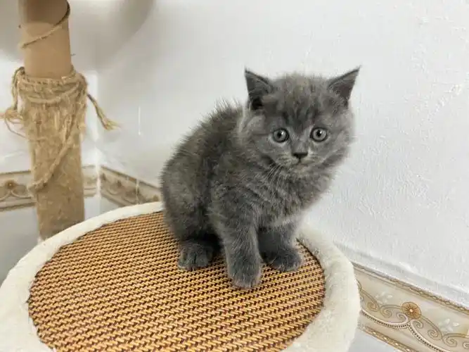 家养英短蓝猫三个小妹妹