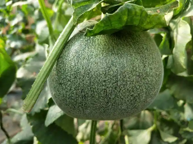 绿妃99非常绿,墨绿色,果型好,24天即可上市,是最好卖的绿宝甜瓜.