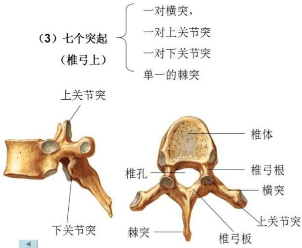 躯于骨的名称,数目,位置及以下主要形态结构: 椎骨:椎体,椎弓,七个