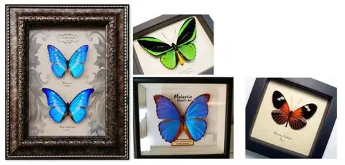 潭房中央公园超震撼梦幻蝴蝶展演绎倾城之美