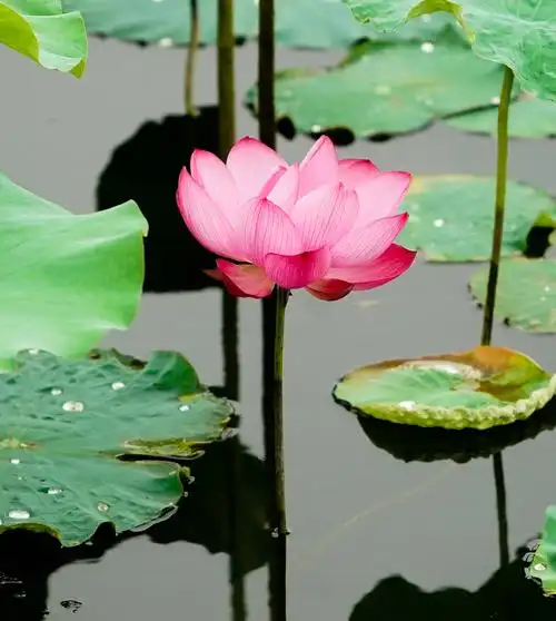 6月18日在莲花湖公园内拍摄的盛开的荷花.