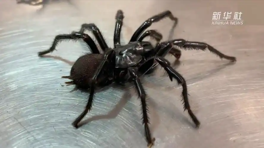 澳大利亚洪灾后预警:一大波"毒蜘蛛"来袭!