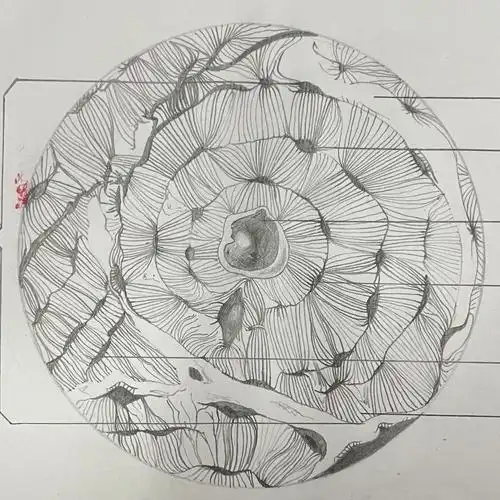 组胚绘图2骨磨片长骨骨干横切面