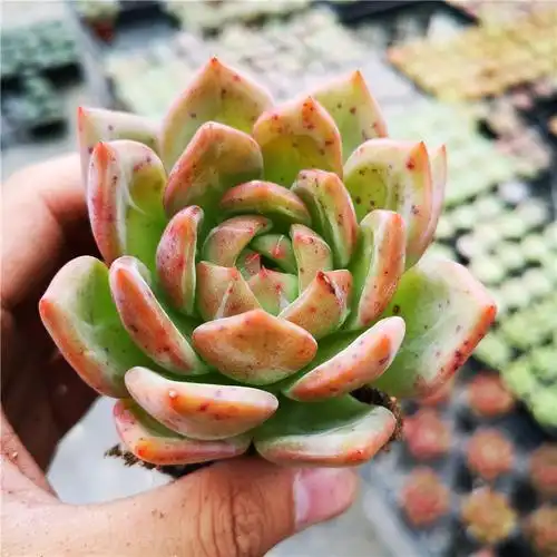 香槟酒红香槟暗纹系多肉植物进口花卉盆栽绿植大棚直销白夜