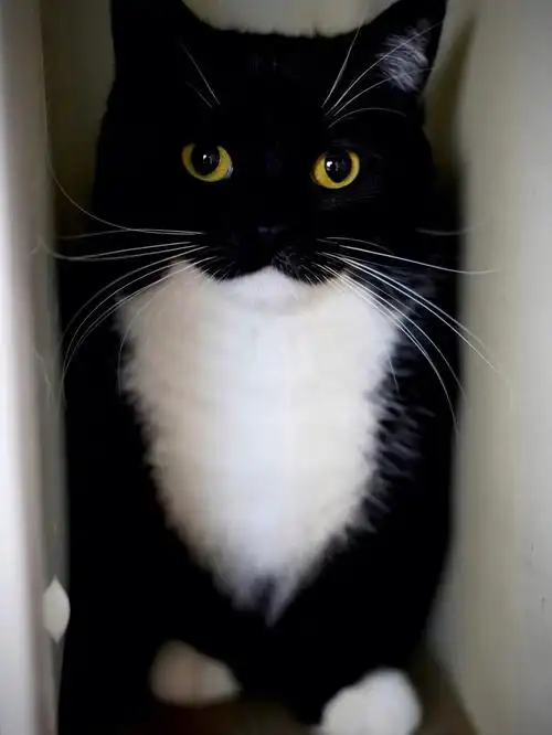 黑白绝美小美猫