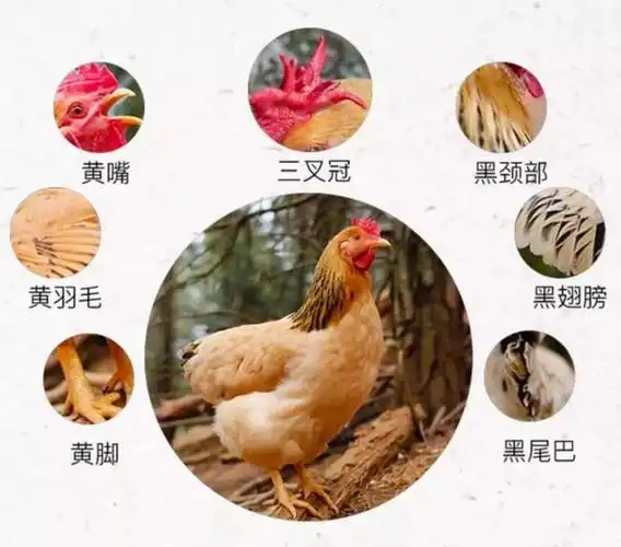 猪肉太贵那么你一定要试试这道肉汁饱满酒香醉人盐酒河田鸡