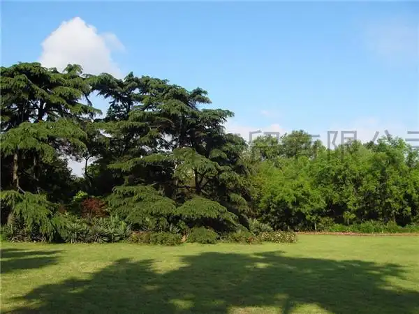 蔡甸区绿化草坪绿化草坪树苗绿艺轩优质商家