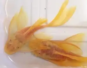 自养大尺寸24k红眼大帆 种鱼 对鱼 母鱼抱蛋辣辣黄 包损 免包装费