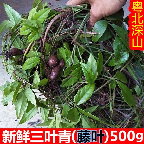 深山新鲜三叶青500g金线吊葫芦野三叶崖爬藤酸尾藤石老鼠蛇附子