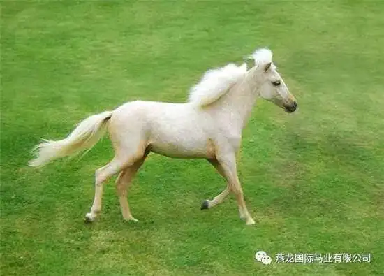 燕龙马业爱马马术课堂:世界上最可爱的马种——法拉贝拉马