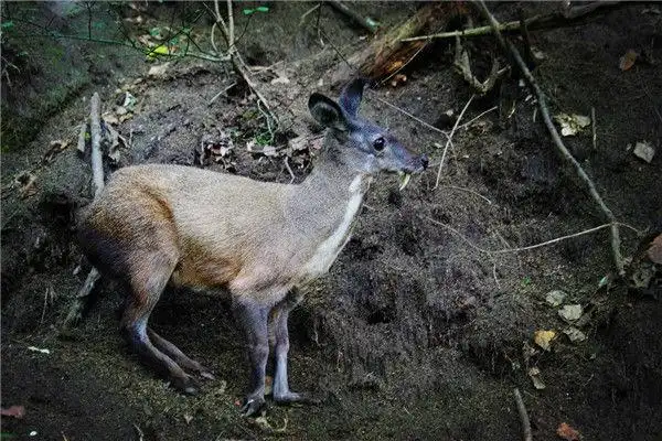 在我国主要分布于宁夏六盘山,陕西秦岭山脉,安徽大别山,湖南西部,四川