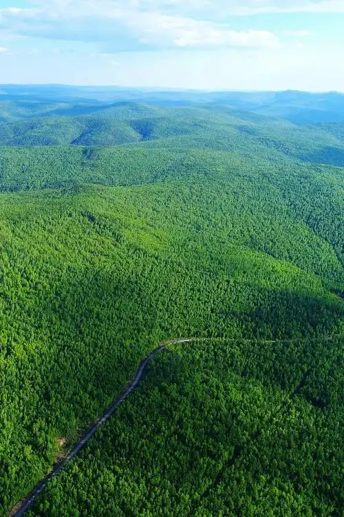 覆盖率极高的大兴安岭森林.