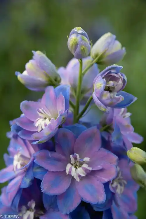 花卉摄影:高飞燕草,五彩斑斓的花儿,凄美动人的传说