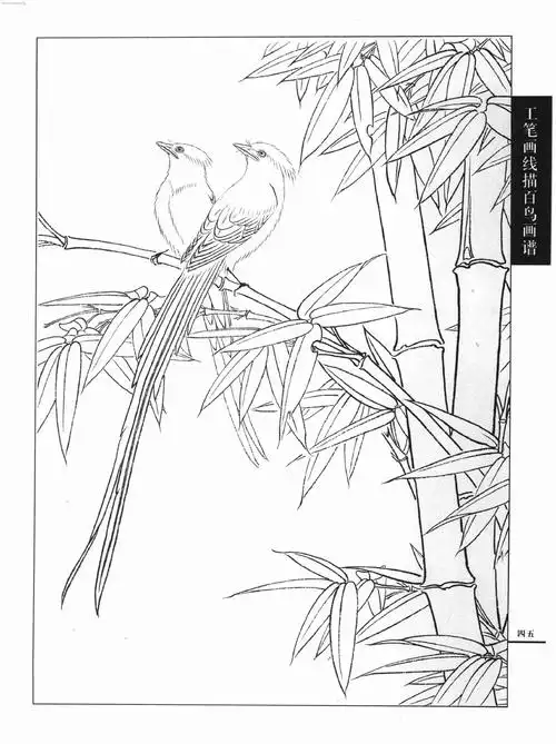 工笔画线描百鸟画谱 飞禽篇