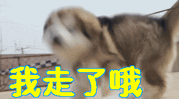 我走了我走了哦阿拉斯加雪橇犬狗我走gif动图_动态图_表情包下载_soo