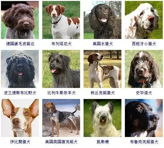 狗品种大全图片名字,你最喜欢哪种狗狗呢