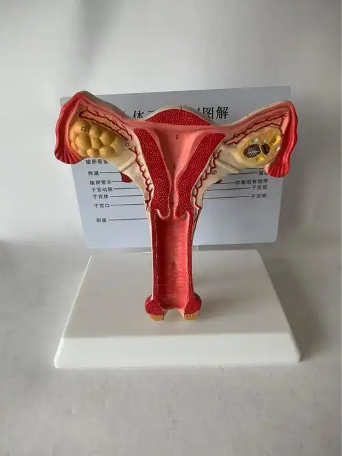 人体健康子宫解剖模型子宫教具演示宫颈阴道会阴子宫血管卵巢卵泡