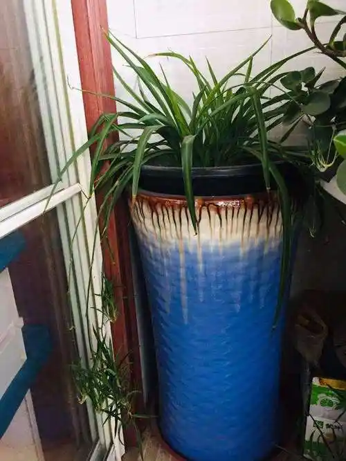 室内花盆怎样养花_各种花配什么样的花盆