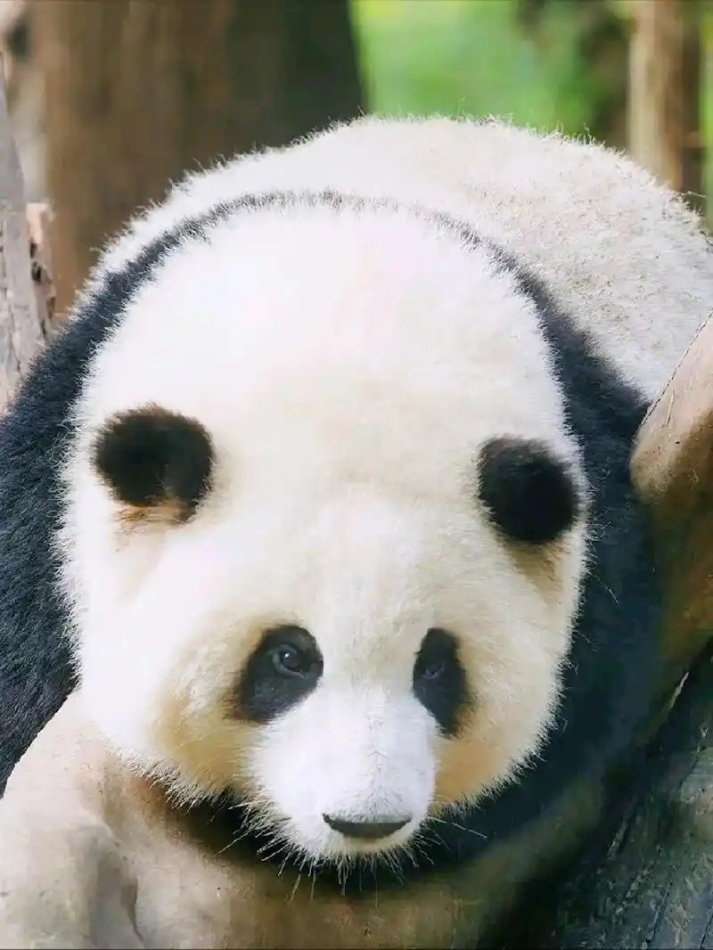 抖音图文来了 #国宝大熊猫 #大熊猫和花 #网红熊 #萌宠 - 抖音