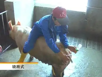人工授精全过程图解,猪配种不是那么简单.