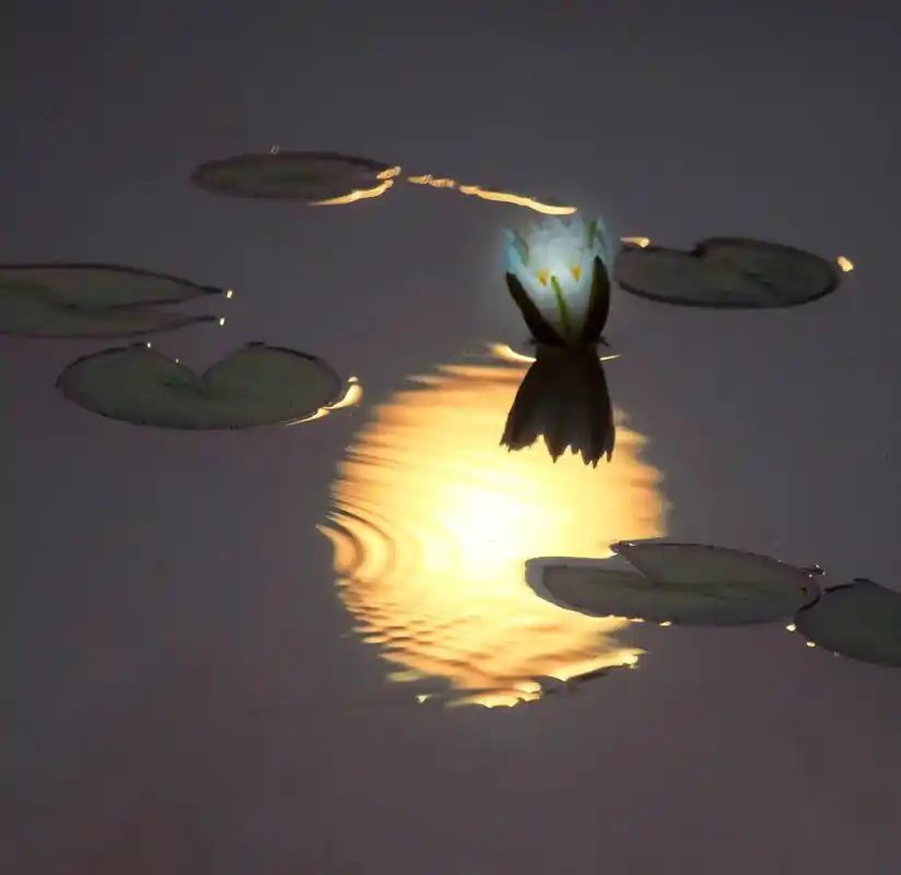 莲花伴朝阳.#原创摄影 #睡莲花开 #水中画 #唯美意境 # - 抖音