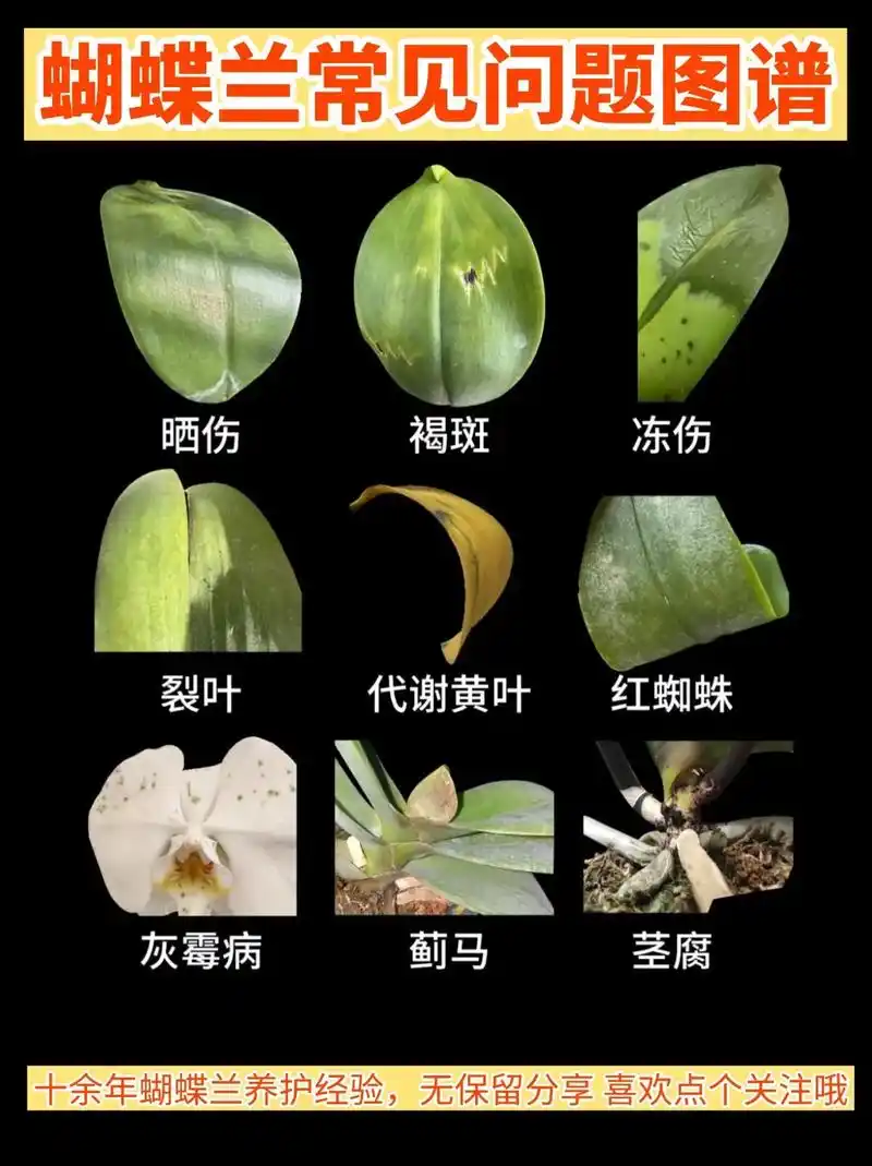 蝴蝶兰常见问题图谱对照表.蝴蝶兰叶片冻伤,老化,各种病虫害等